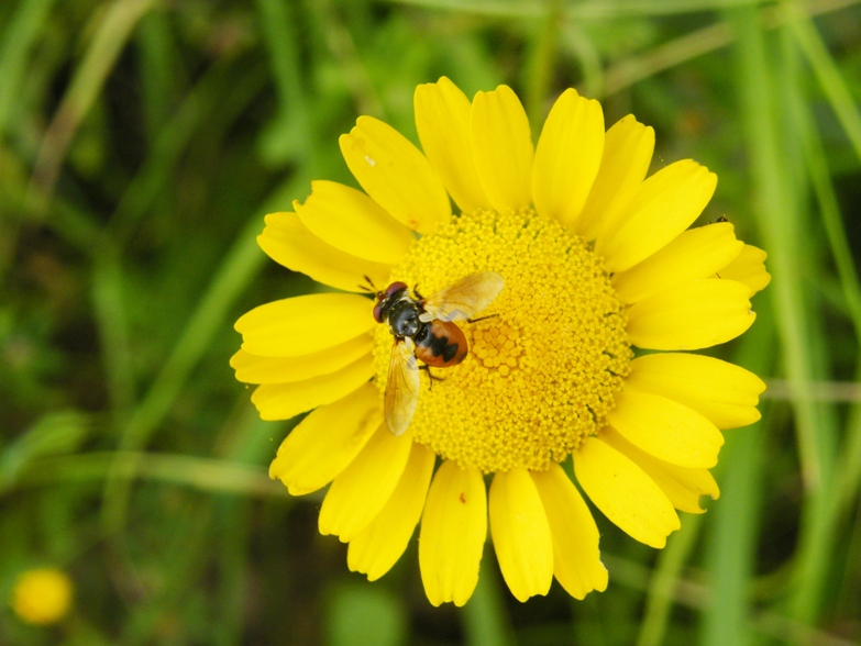 Due Gymnosoma sp. (Tachinidae)